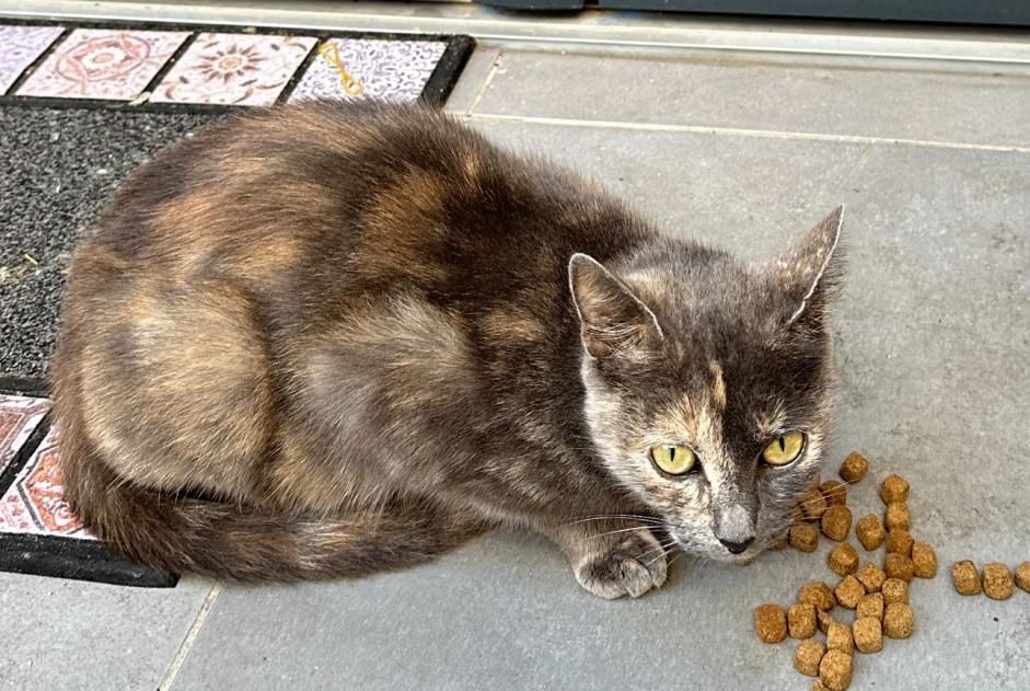 Discovery alert Cat miscegenation  Female Maisons-Alfort France